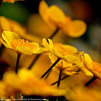 Buy canvas prints of Spring Buttercups by craig hopkins