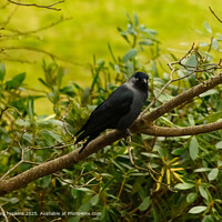 Intense Rook Bird Gaze