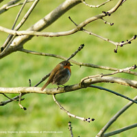 Curious Robin Perched on Tree