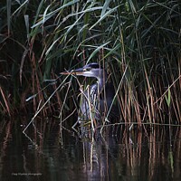 Buy canvas prints of Heron hiding in the reeds by craig hopkins