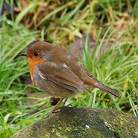 Buy canvas prints of Curious Robin  by craig hopkins