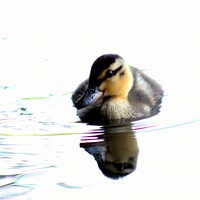 Buy canvas prints of Spring Duckling by craig hopkins