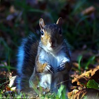 Buy canvas prints of Nosey Squirrel by craig hopkins