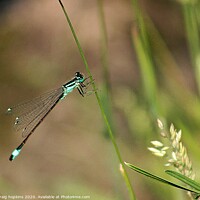 Buy canvas prints of A Damsel fly on a plant by craig hopkins