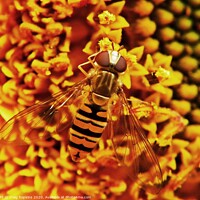 Buy canvas prints of Wasp close up by craig hopkins
