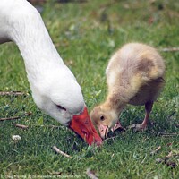Buy canvas prints of A mother goose and gosling by craig hopkins