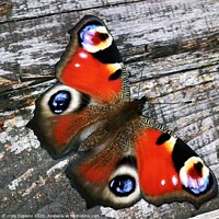 Buy canvas prints of Peacock butterfly by craig hopkins