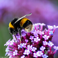 Buy canvas prints of Bumble bee at work by craig hopkins