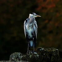 Buy canvas prints of Herron on a wall by craig hopkins