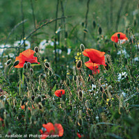 Buy canvas prints of Poppies by craig hopkins