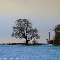 Buy canvas prints of Snowy field and tree by craig hopkins