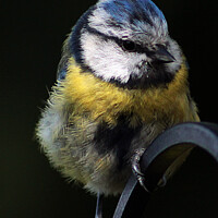 Buy canvas prints of A Blue Tit sitting on a fence by craig hopkins