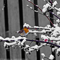 Buy canvas prints of A Robin sat in atree in the snow by craig hopkins