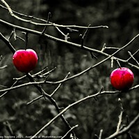 Buy canvas prints of Winter Apples by craig hopkins