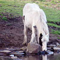 Buy canvas prints of Thirsty horse by craig hopkins