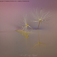 Buy canvas prints of Droplets on Dandylion Seeds by Madeleine McCarthy
