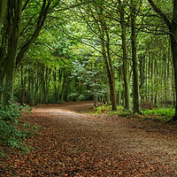Buy canvas prints of Bacton Woods by Laura Rayner