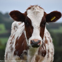 Buy canvas prints of Ayrshire Heifer by Ruth Williams