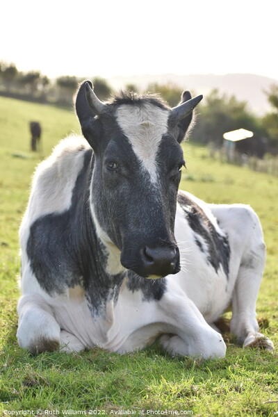 A cow laying down on top of a grass covered field Picture Board by Ruth Williams
