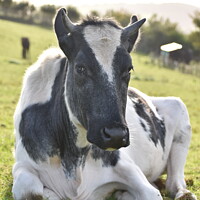 Buy canvas prints of A cow laying down on top of a grass covered field by Ruth Williams