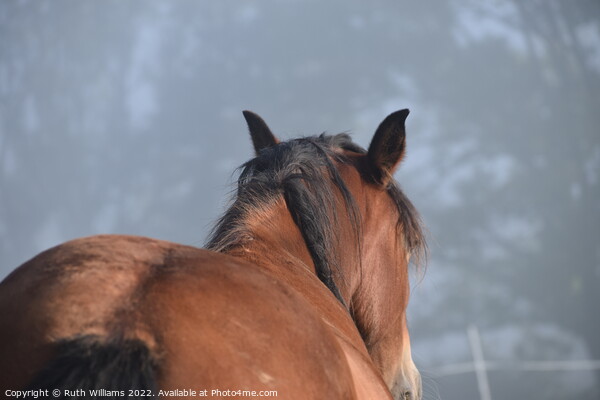 A Bay horse in the mist Picture Board by Ruth Williams