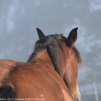 Buy canvas prints of A Bay horse in the mist by Ruth Williams