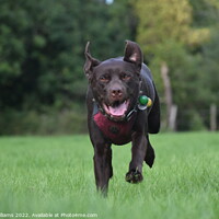 Buy canvas prints of Chocolate Labrador Running by Ruth Williams
