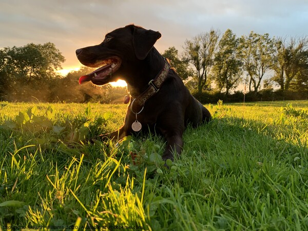 Labrador at sunset in a field  Picture Board by Ruth Williams