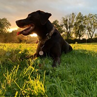 Buy canvas prints of Labrador at sunset in a field  by Ruth Williams