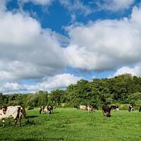 Buy canvas prints of Cows happily grazing  by Ruth Williams