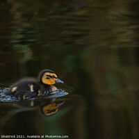 Buy canvas prints of Beautiful Duckling by Heather Sheldrick