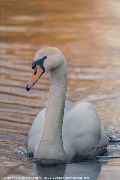 Swan at Sunset  Picture Board by Heather Sheldrick