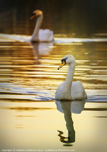 The Golden Swans Picture Board by Heather Sheldrick