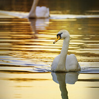 Buy canvas prints of The Golden Swans by Heather Sheldrick
