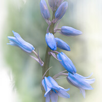 Buy canvas prints of Bluebells in Spring by Heather Sheldrick