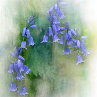 Buy canvas prints of Bunch of Bluebells by Heather Sheldrick