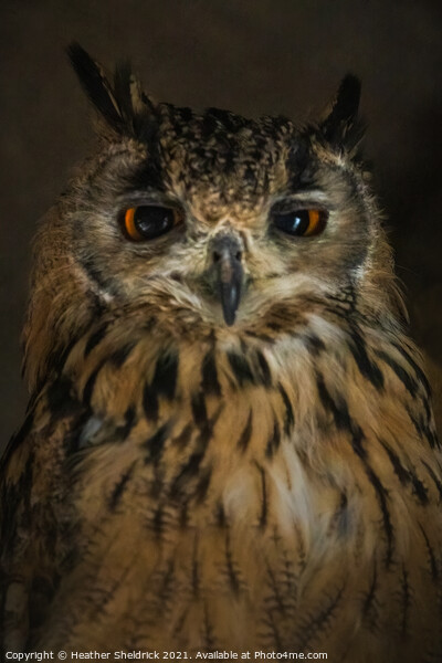 Long-eared Owl, UK Picture Board by Heather Sheldrick