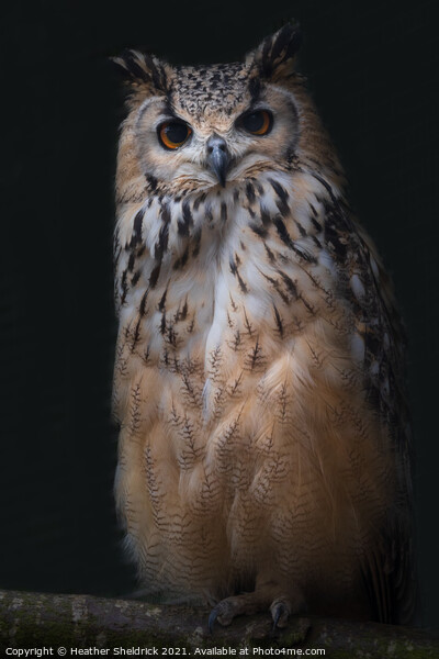 Long-eared Owl on Branch Picture Board by Heather Sheldrick