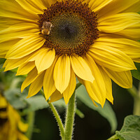 Buy canvas prints of Bee on sunflower by Heather Sheldrick