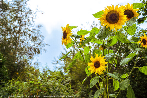Garden Sunflowers Picture Board by Heather Sheldrick