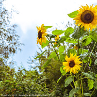 Buy canvas prints of Garden Sunflowers by Heather Sheldrick
