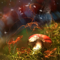Buy canvas prints of Magical Mushroom by Heather Sheldrick