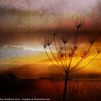 Buy canvas prints of Cowslip Skeleton at Sunset by Heather Sheldrick