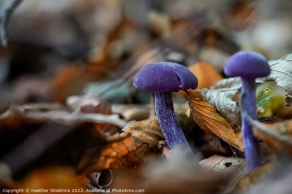 Amethyst Deceiver mushrooms among Autumn leaves Picture Board by Heather Sheldrick