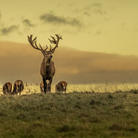 Buy canvas prints of Stag and family on moors by Heather Sheldrick