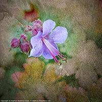 Buy canvas prints of English Garden Flower with textures wall art by Heather Sheldrick
