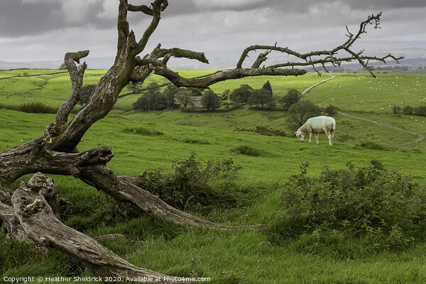 Skeleton of  tree with lone sheep on moorland hill Picture Board by Heather Sheldrick