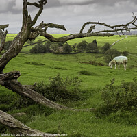Buy canvas prints of Skeleton of  tree with lone sheep on moorland hill by Heather Sheldrick