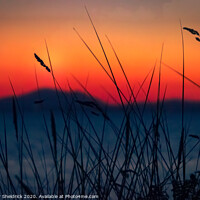 Buy canvas prints of Wild grasses on Shell Island overlooking Bae Cered by Heather Sheldrick