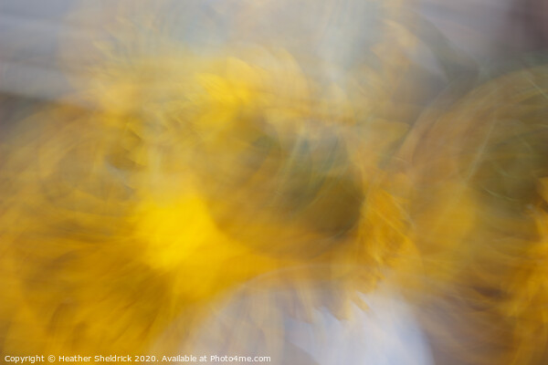 Abstract Sunflowers In Motion Picture Board by Heather Sheldrick